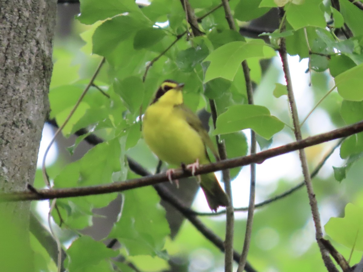 Kentaki Ötleğeni - ML645123723