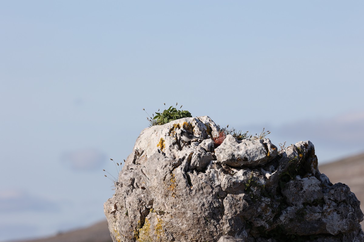 Lavandera Blanca - ML645123729