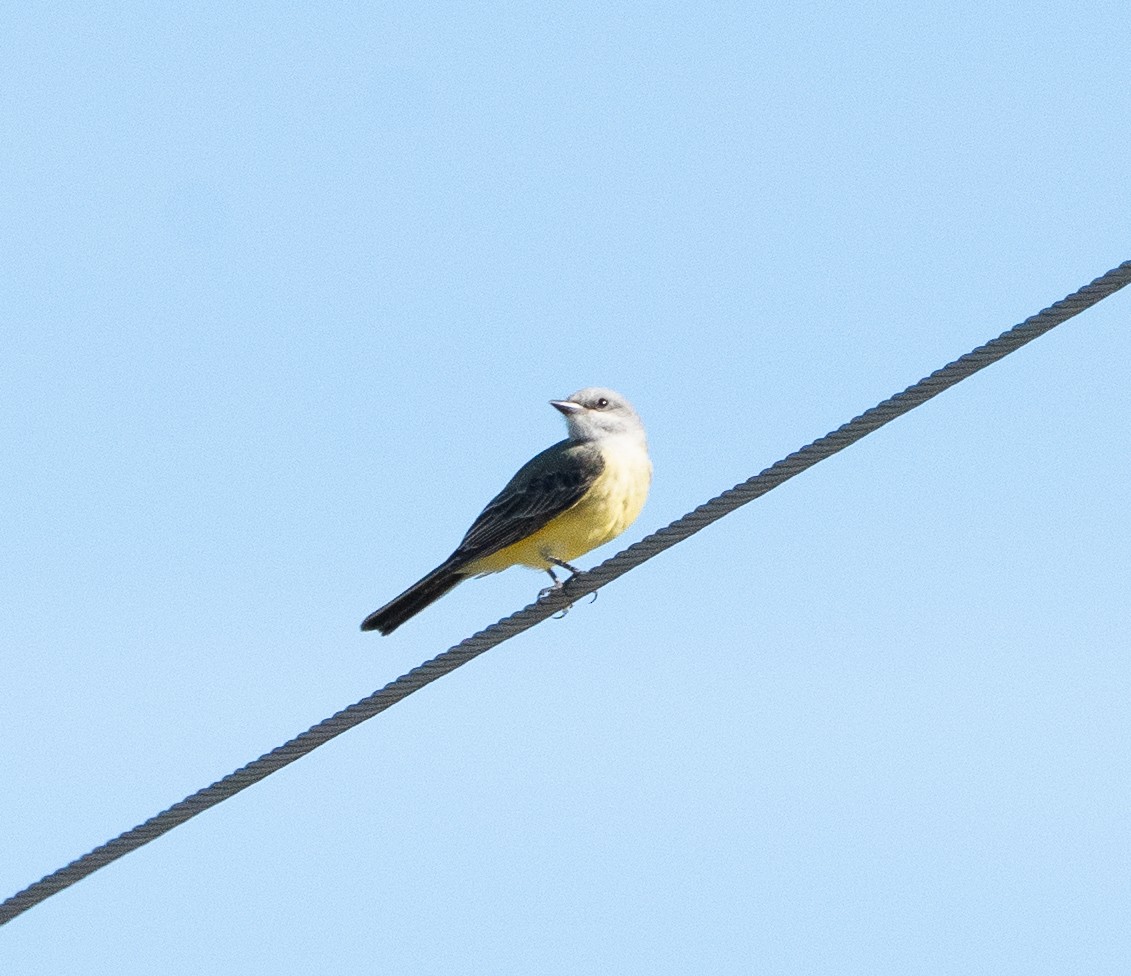 Western Kingbird - ML645123737