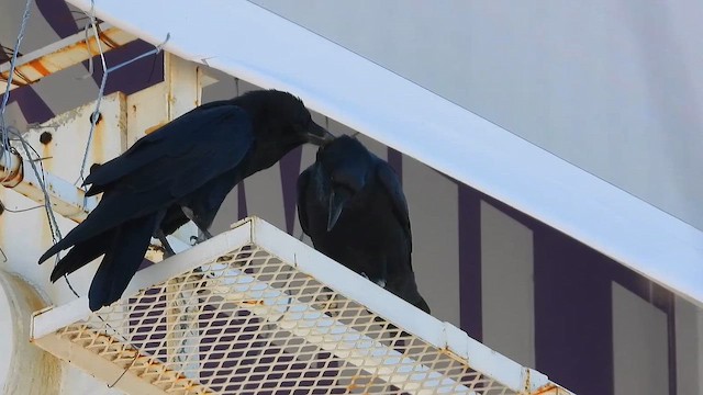 krkavec velký - ML645123741