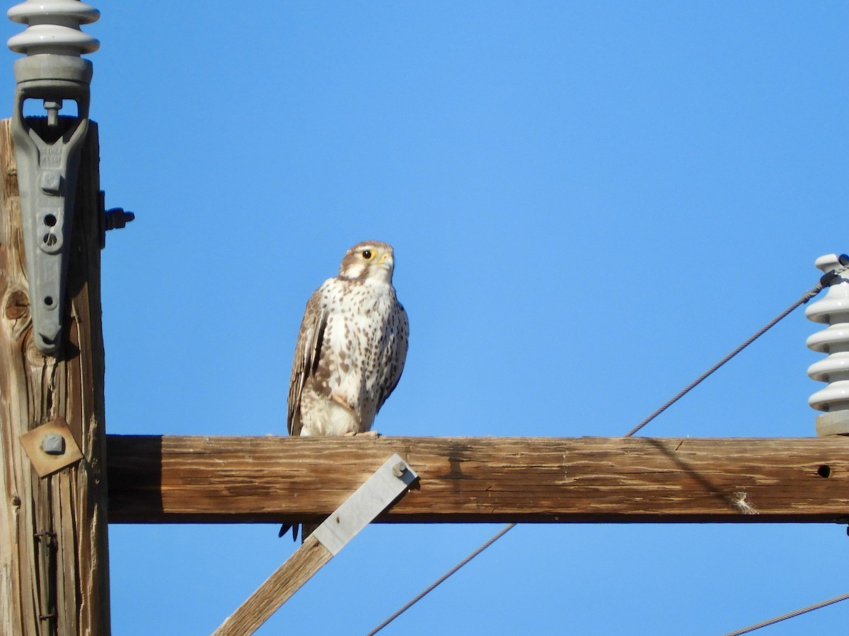 Prairie Falcon - ML645123753