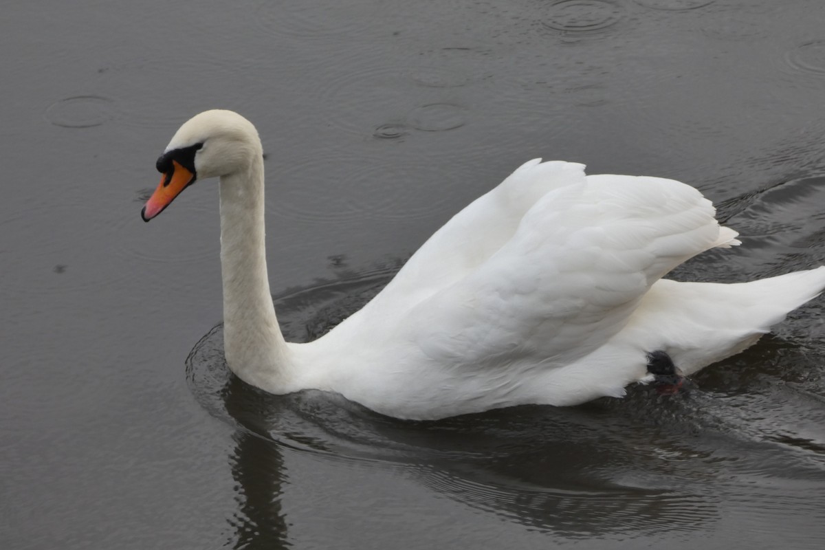 Лебідь-шипун - ML645123759