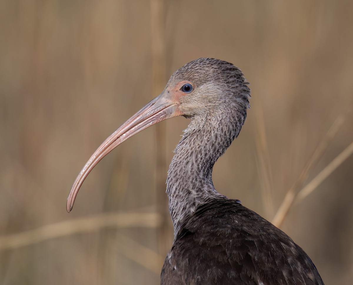 White Ibis - ML645123766