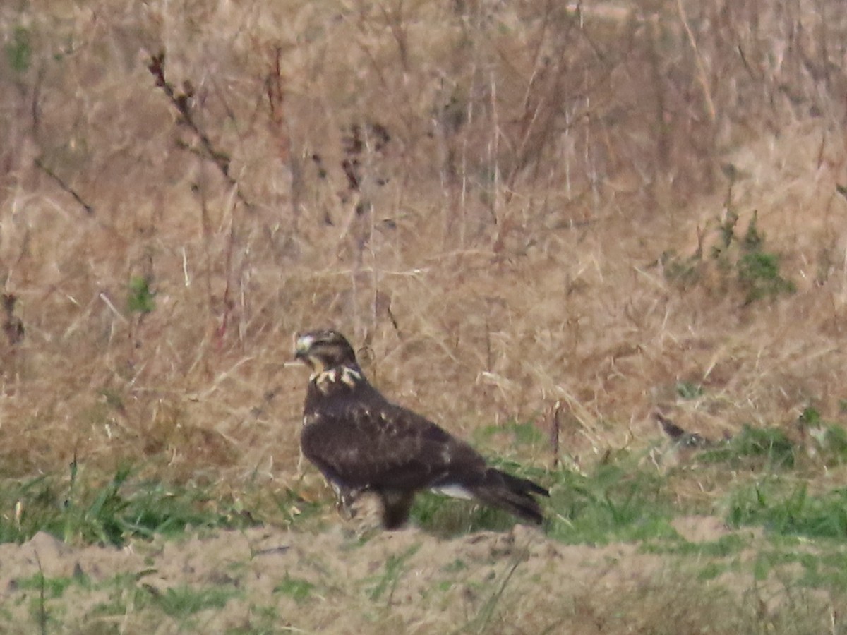 Swainson's Hawk - ML645123774
