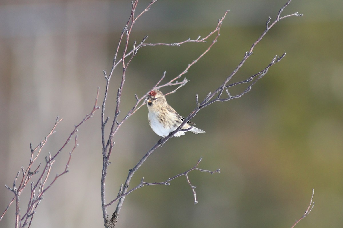 Redpoll (Common) - ML645123776