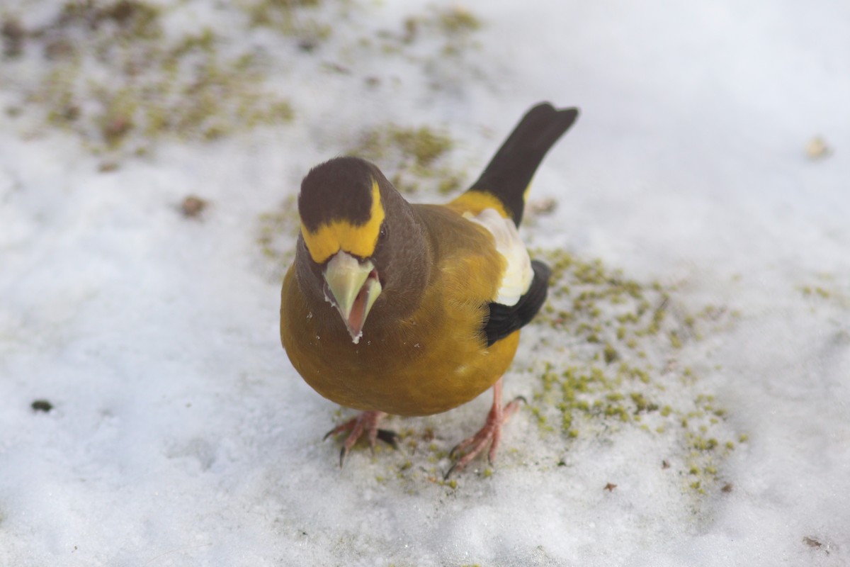 Evening Grosbeak - ML645123777
