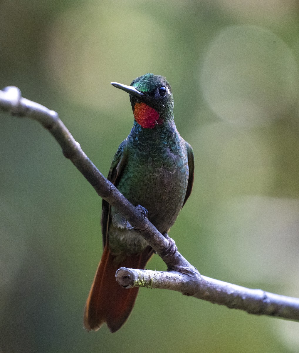 Brazilian Ruby - ML645123778