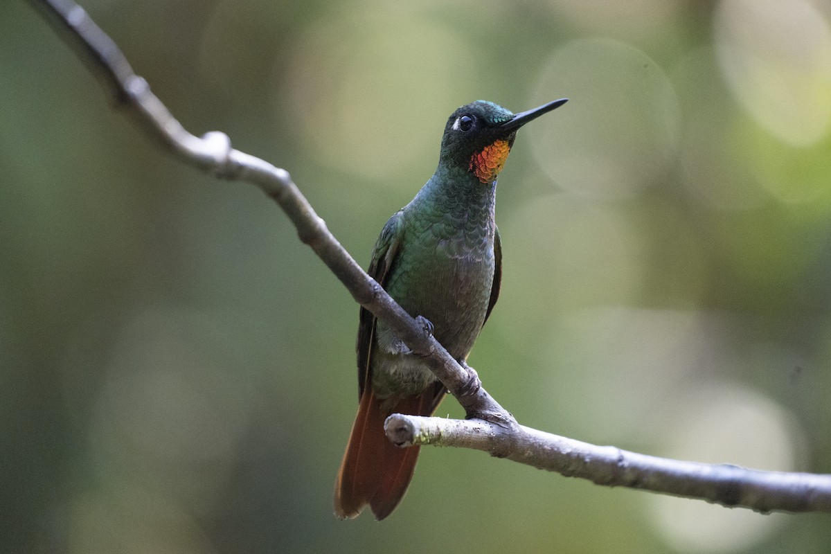 Brazilian Ruby - ML645123779