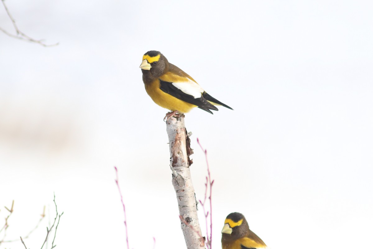 Evening Grosbeak - ML645123781