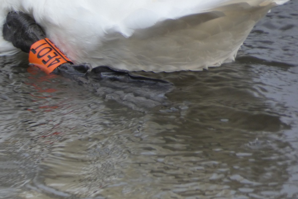 Лебідь-шипун - ML645123804