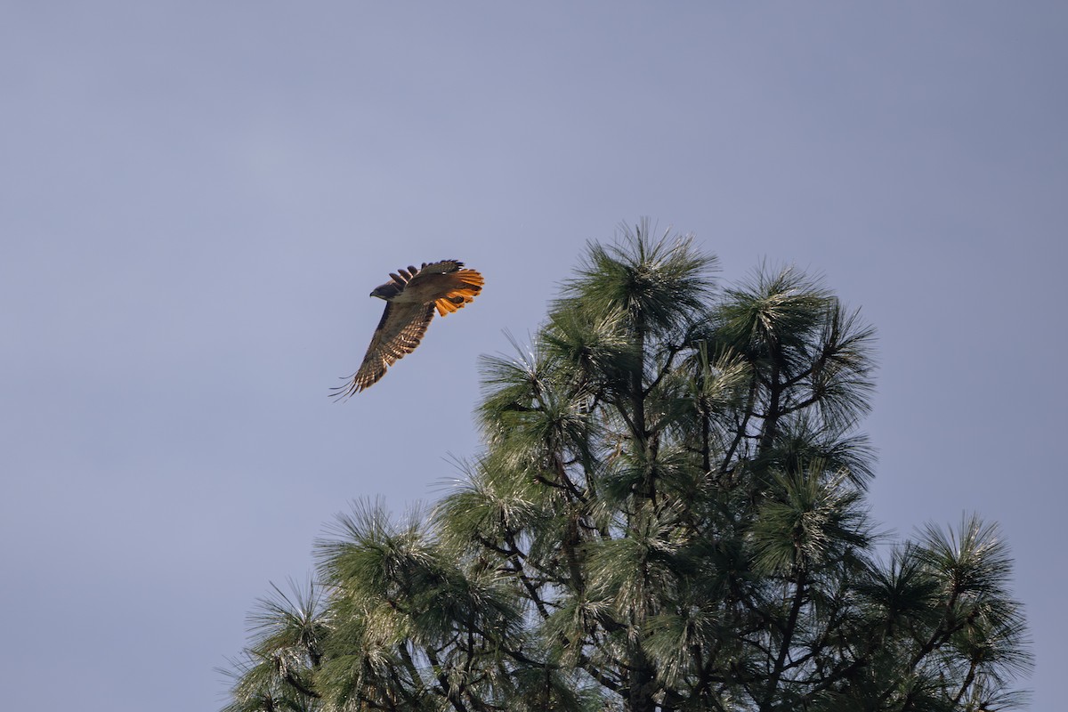 Red-tailed Hawk - ML645123819