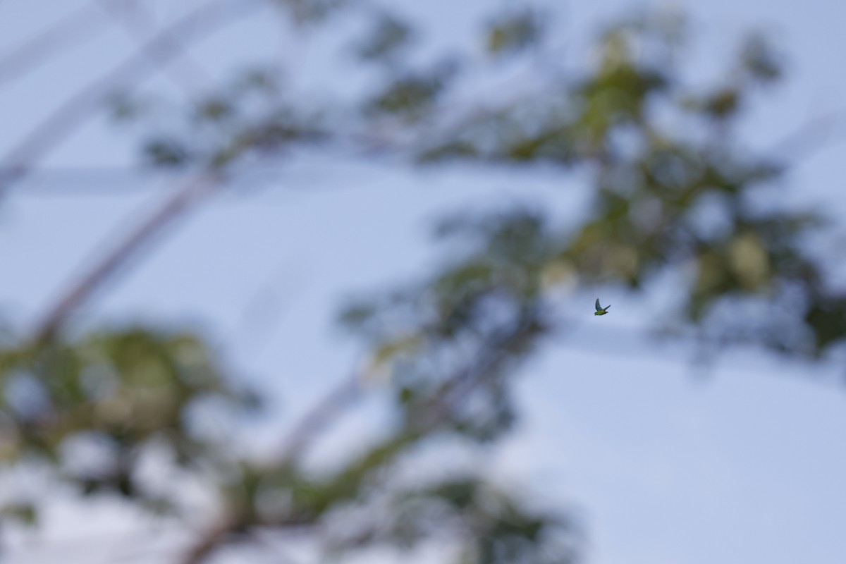 Blue-crowned Hanging-Parrot - ML645123824
