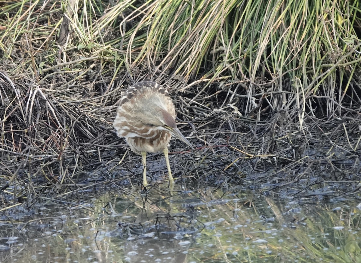 Amerika Balabanı - ML645123853