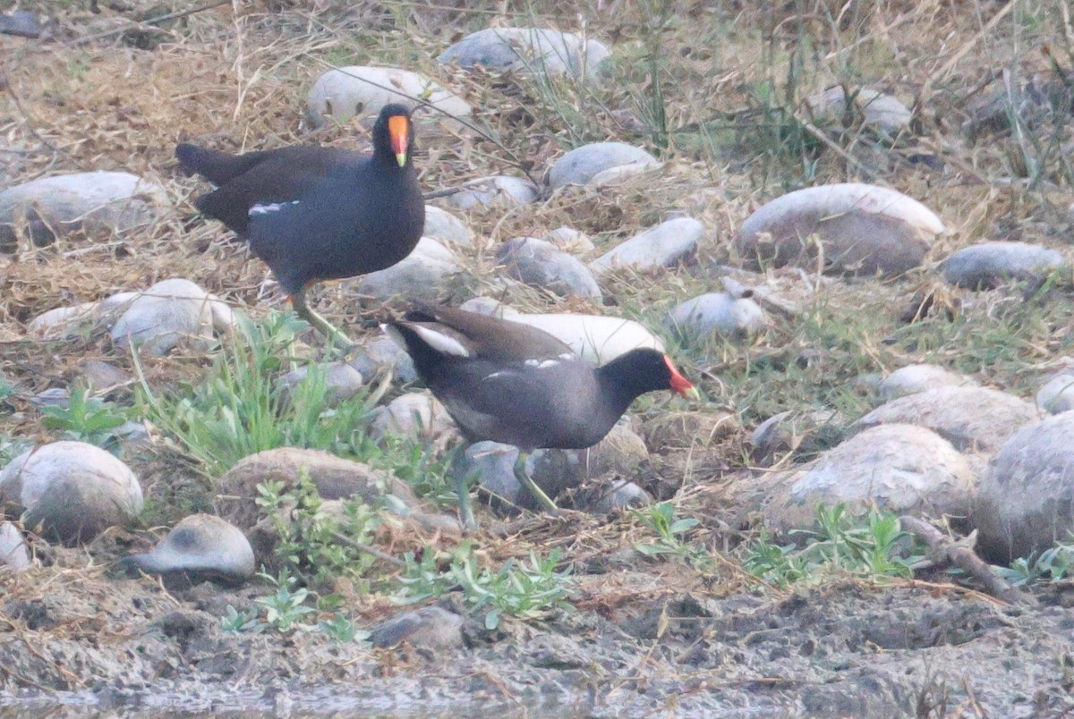 アメリカバン - ML645123914