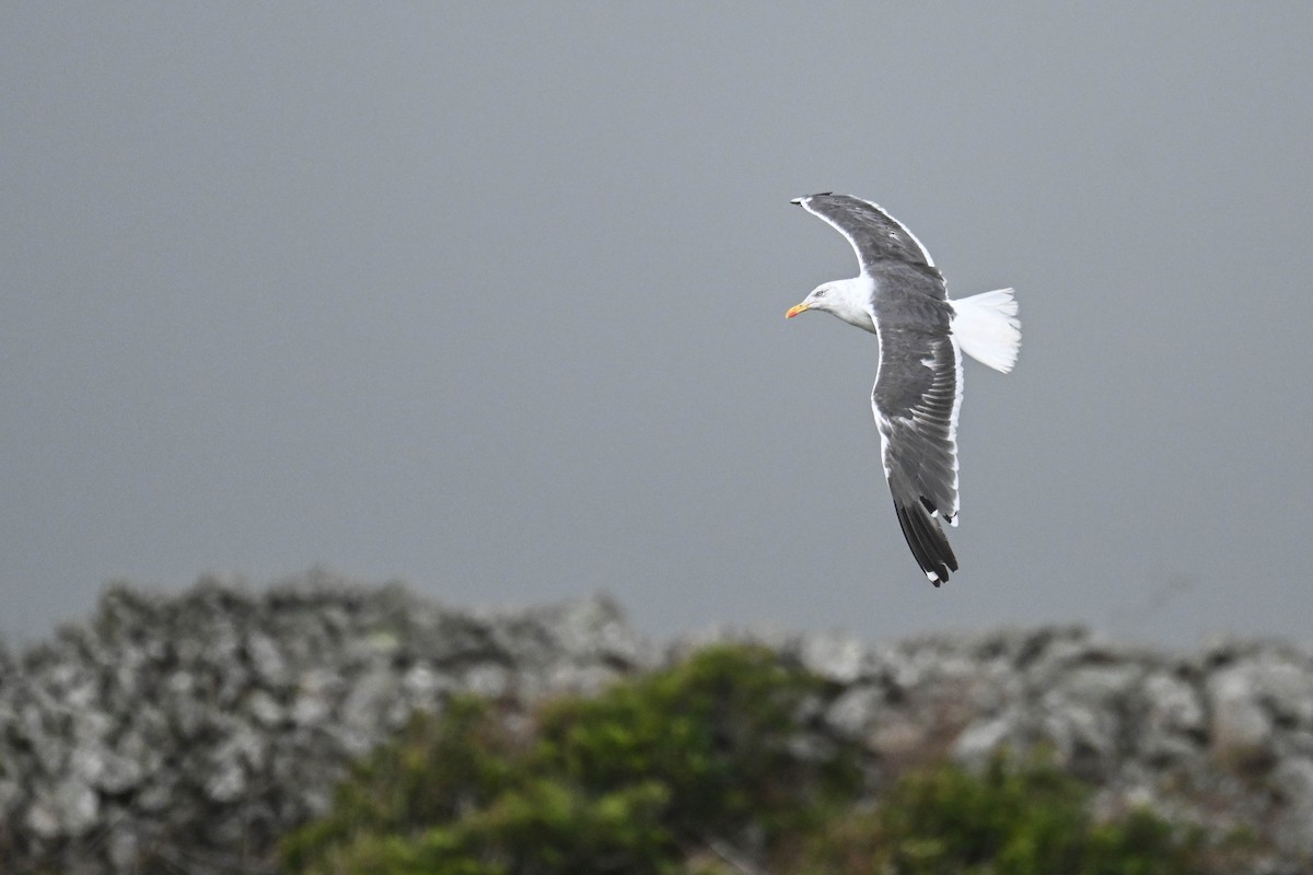 ニシセグロカモメ（graellsii） - ML645123951