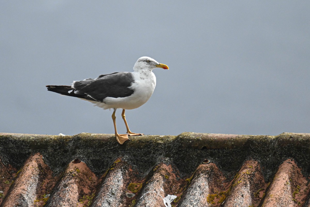 ニシセグロカモメ（graellsii） - ML645123953