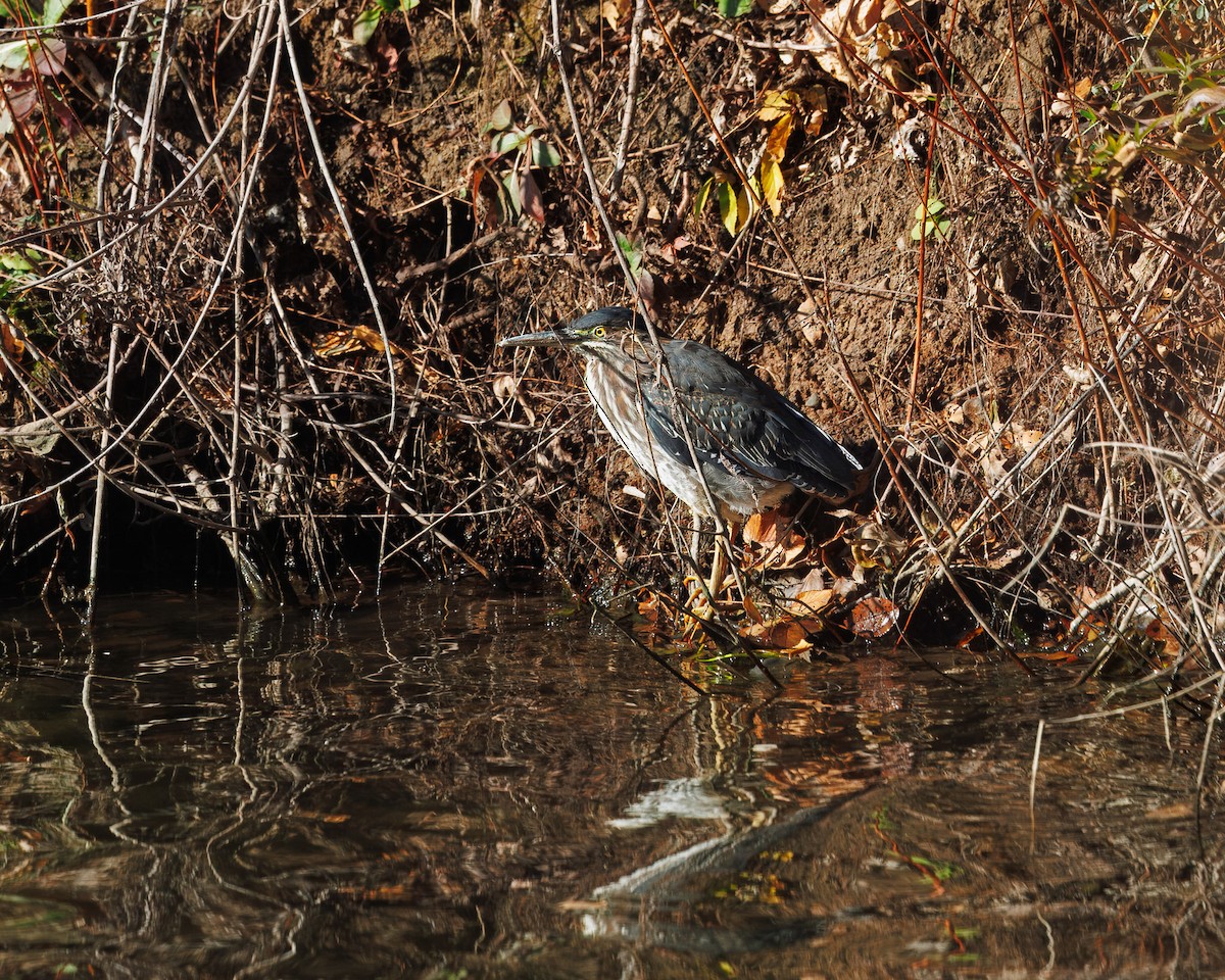 Green Heron - ML645123964