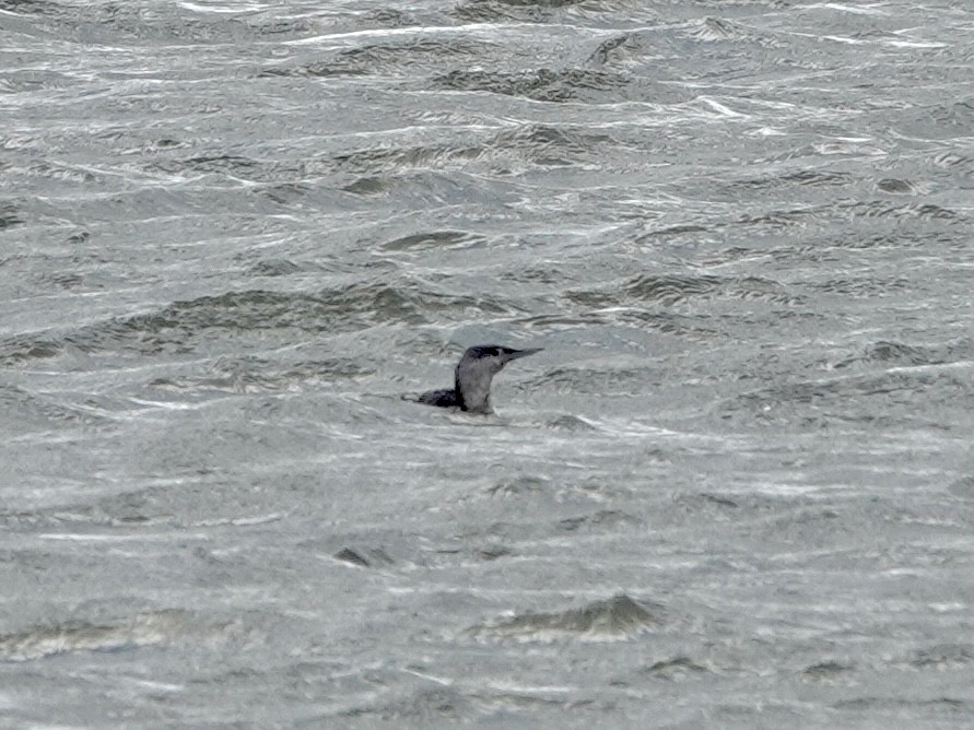 Red-throated Loon - ML645123965