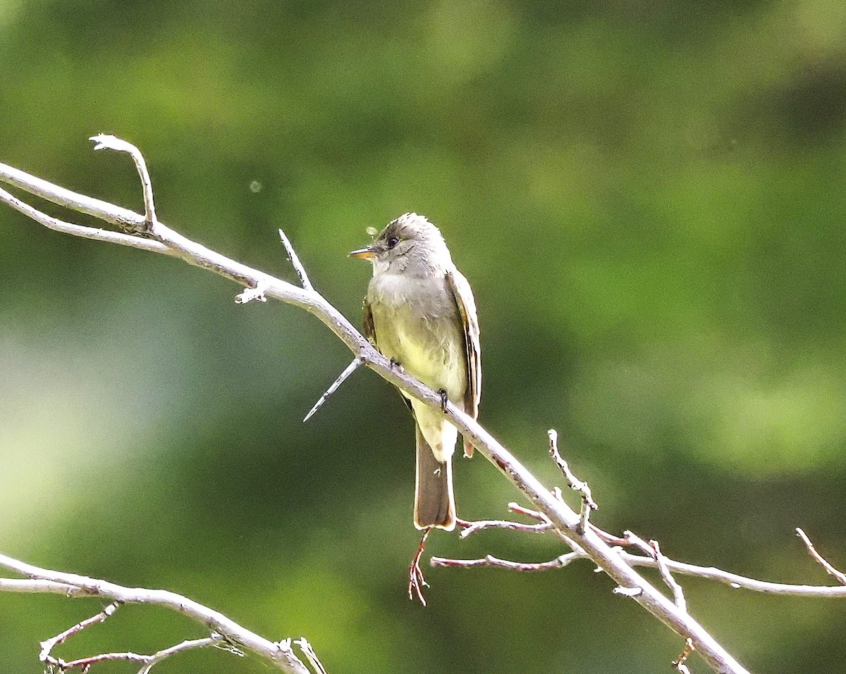 Western Wood-Pewee - ML645124029