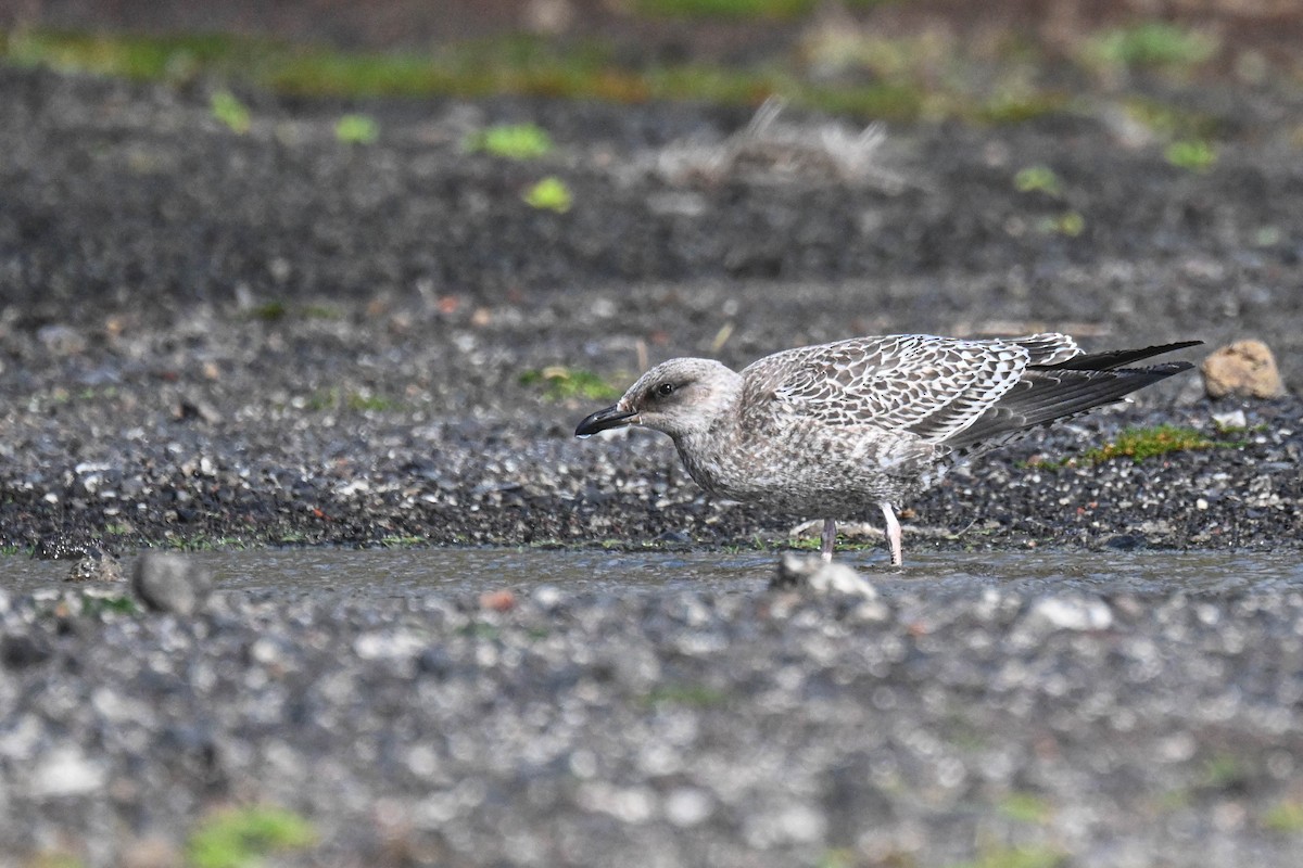 ニシセグロカモメ（graellsii） - ML645124042