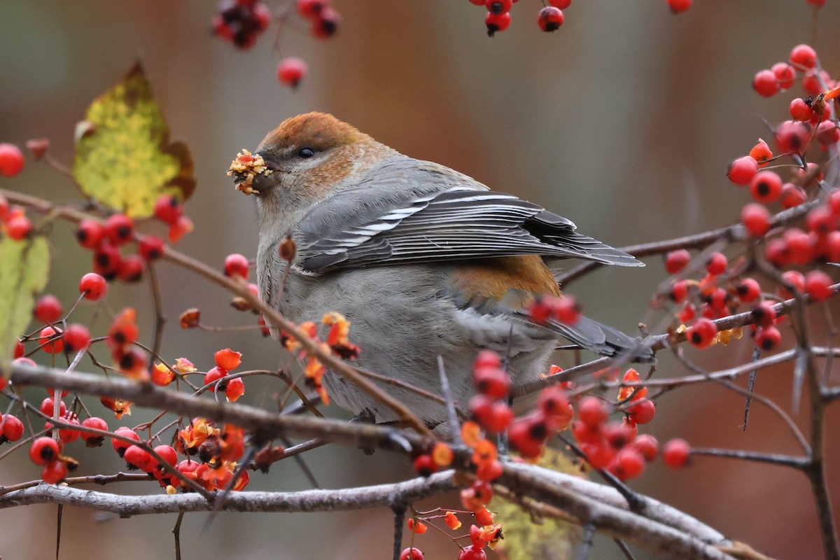 Pine Grosbeak - ML645124052