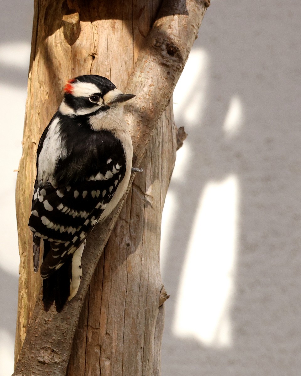 Downy Woodpecker - ML645124121