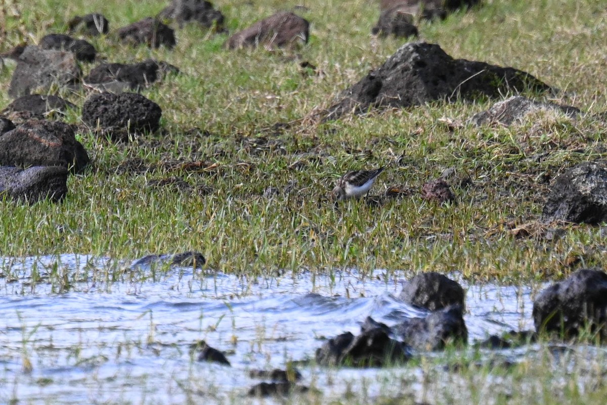 Little Stint - ML645124122