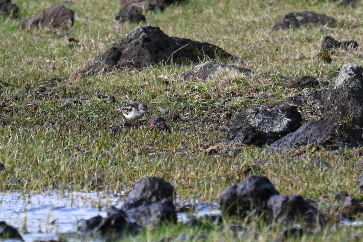 Little Stint - ML645124123