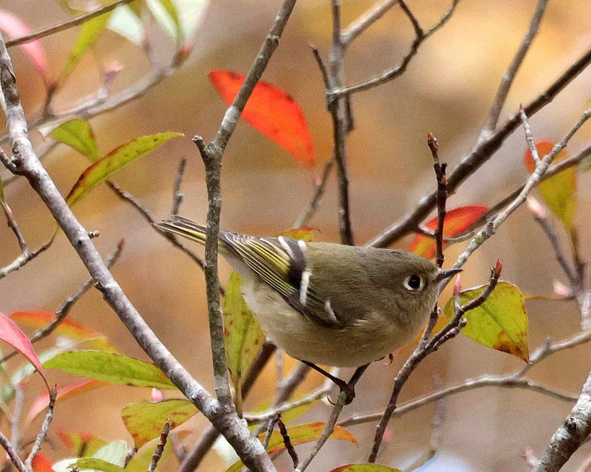 Ruby-crowned Kinglet - ML645124128