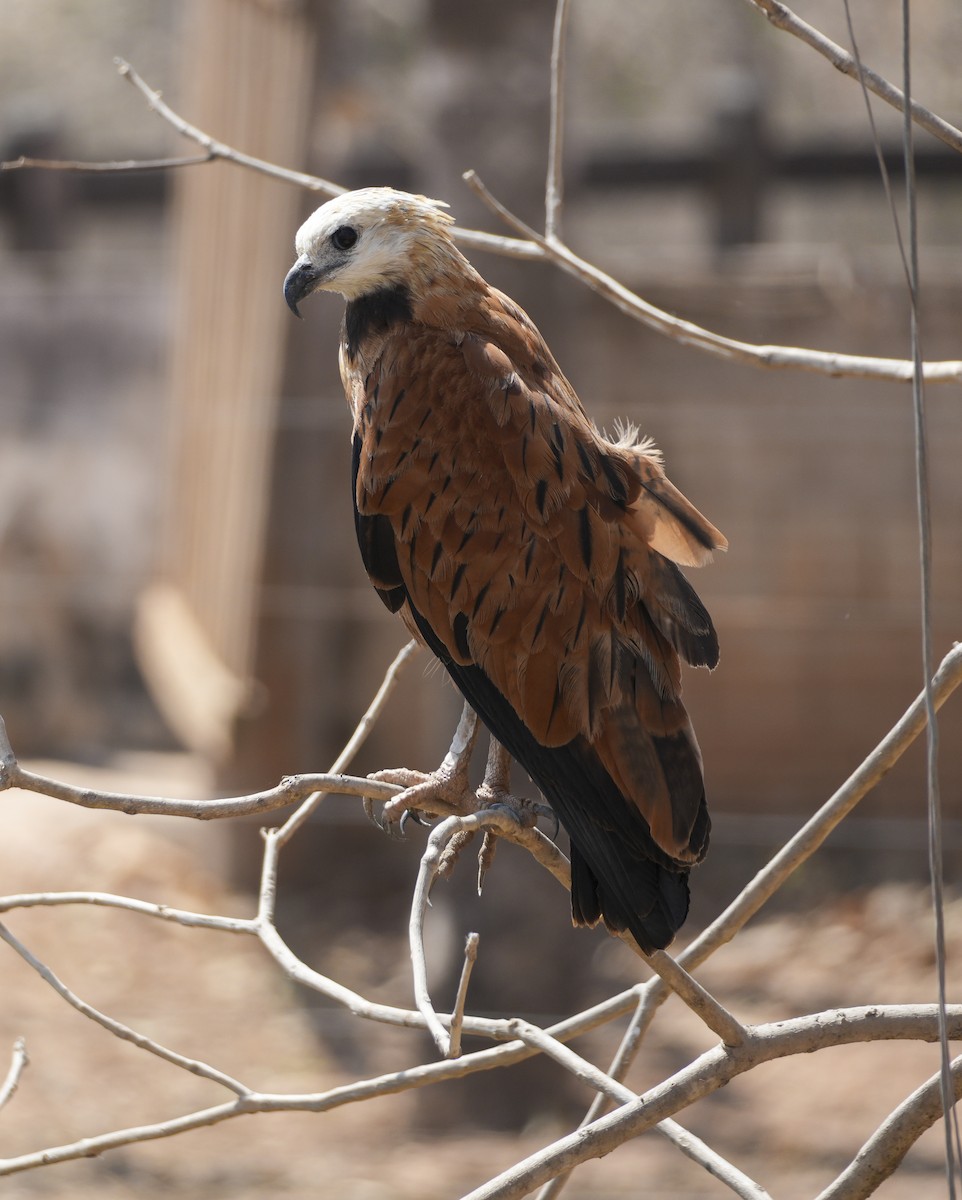 Black-collared Hawk - ML645124129