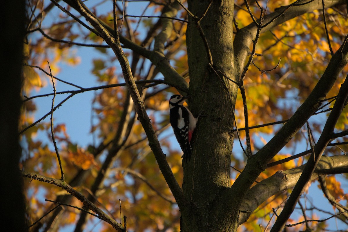 strakapoud velký - ML645124133