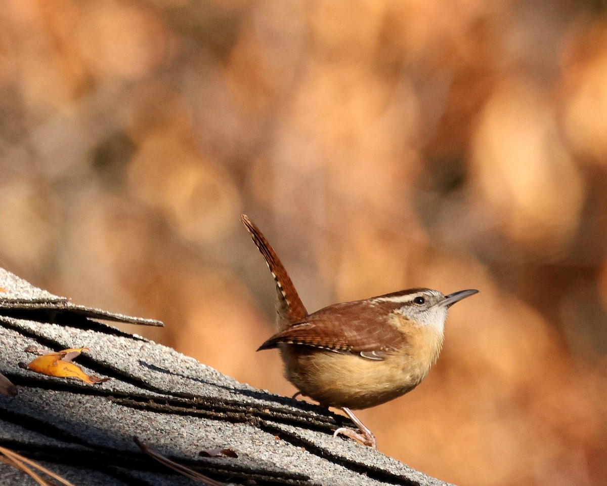 Carolina Wren - ML645124142