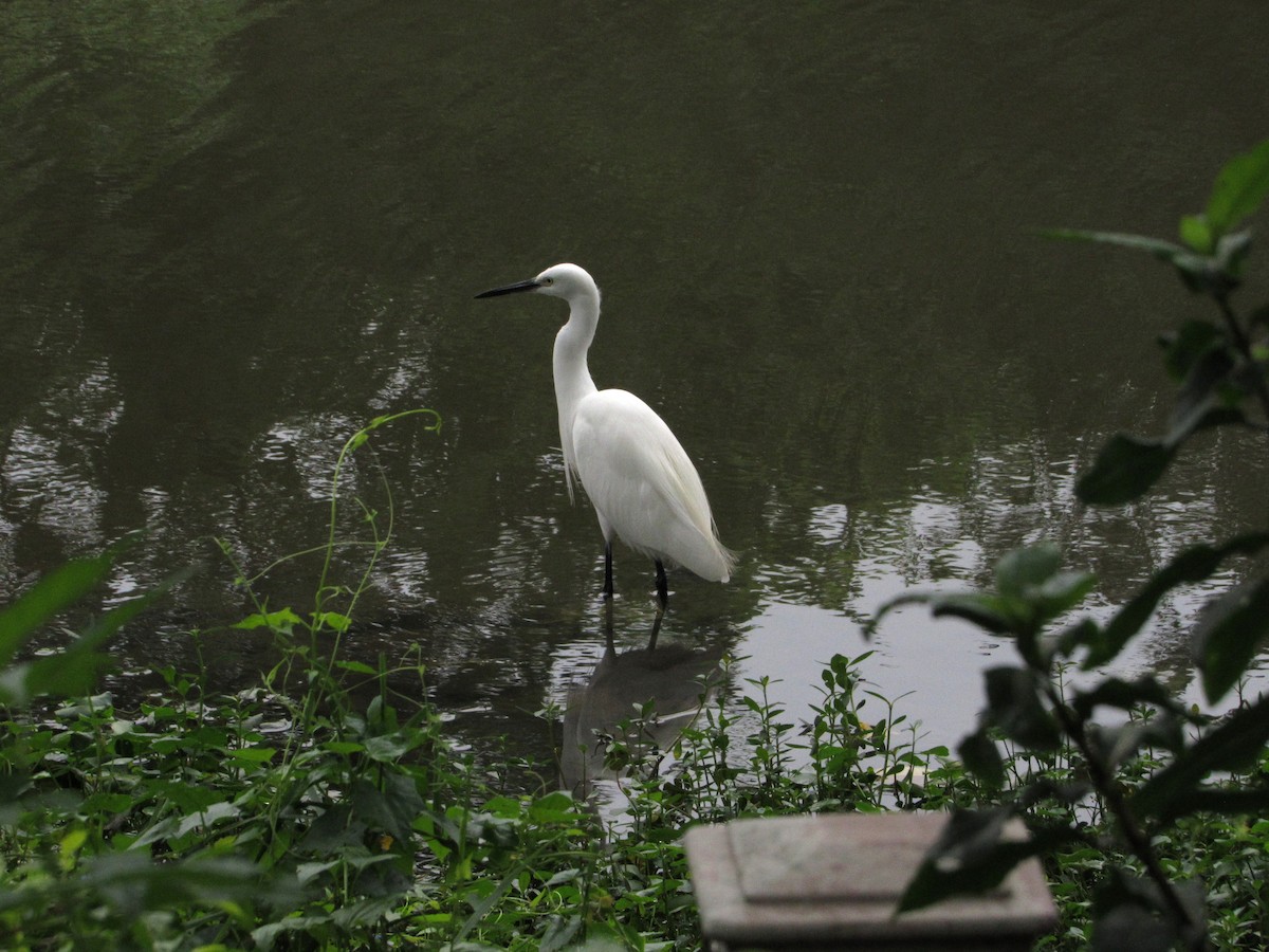 Little Egret - ML645124148