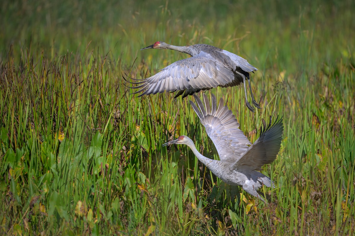 Sandhill Crane - ML645124157