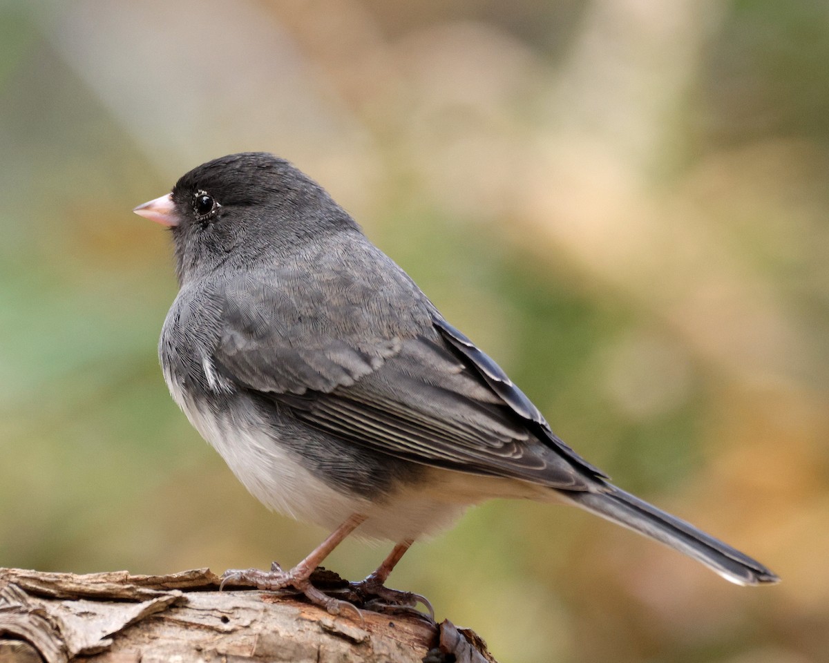 Dark-eyed Junco - ML645124186