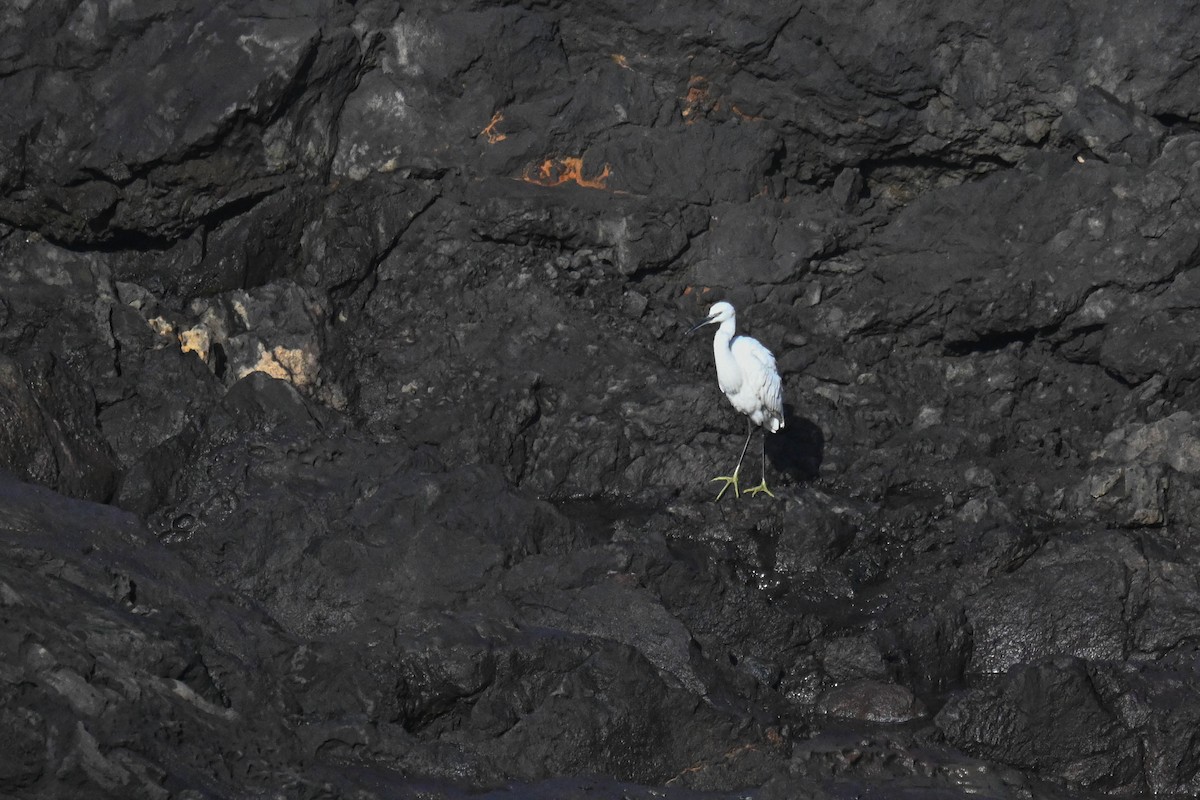 Little Egret - ML645124200