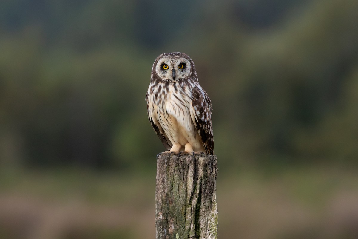 Zingira-hontza - ML645124210