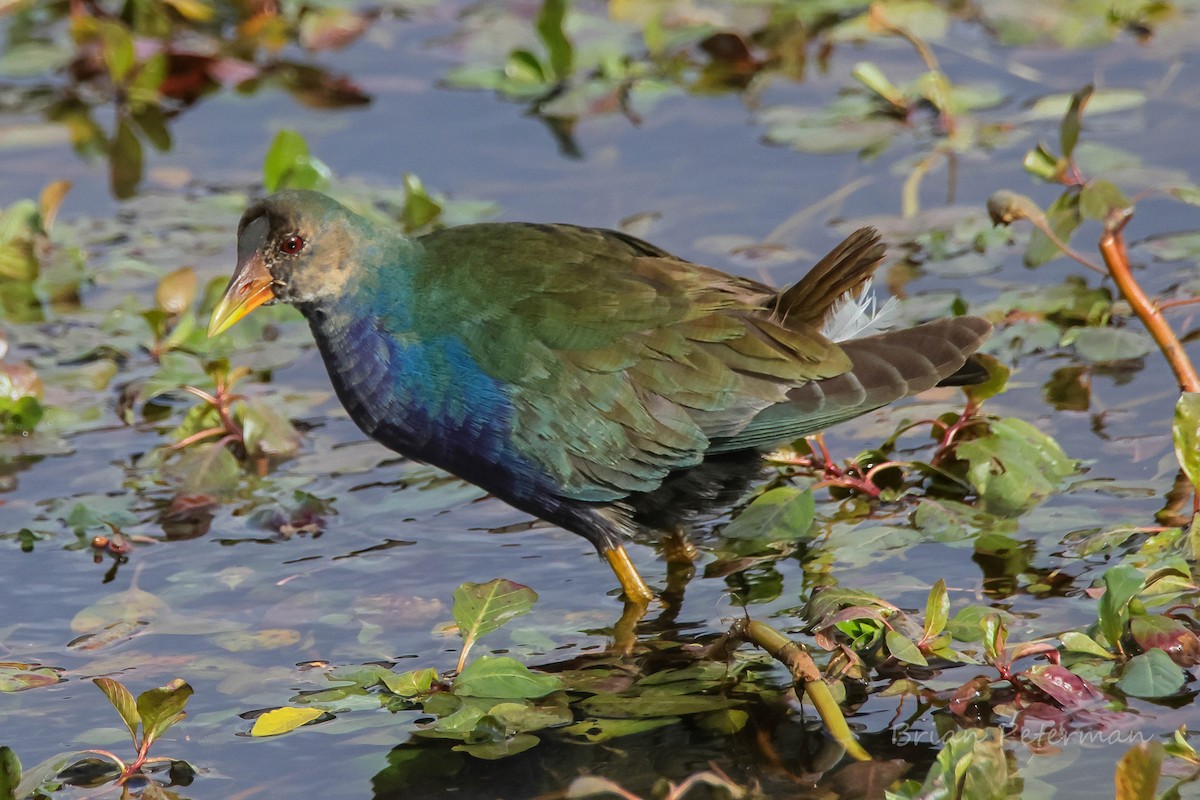Purple Gallinule - ML645124219