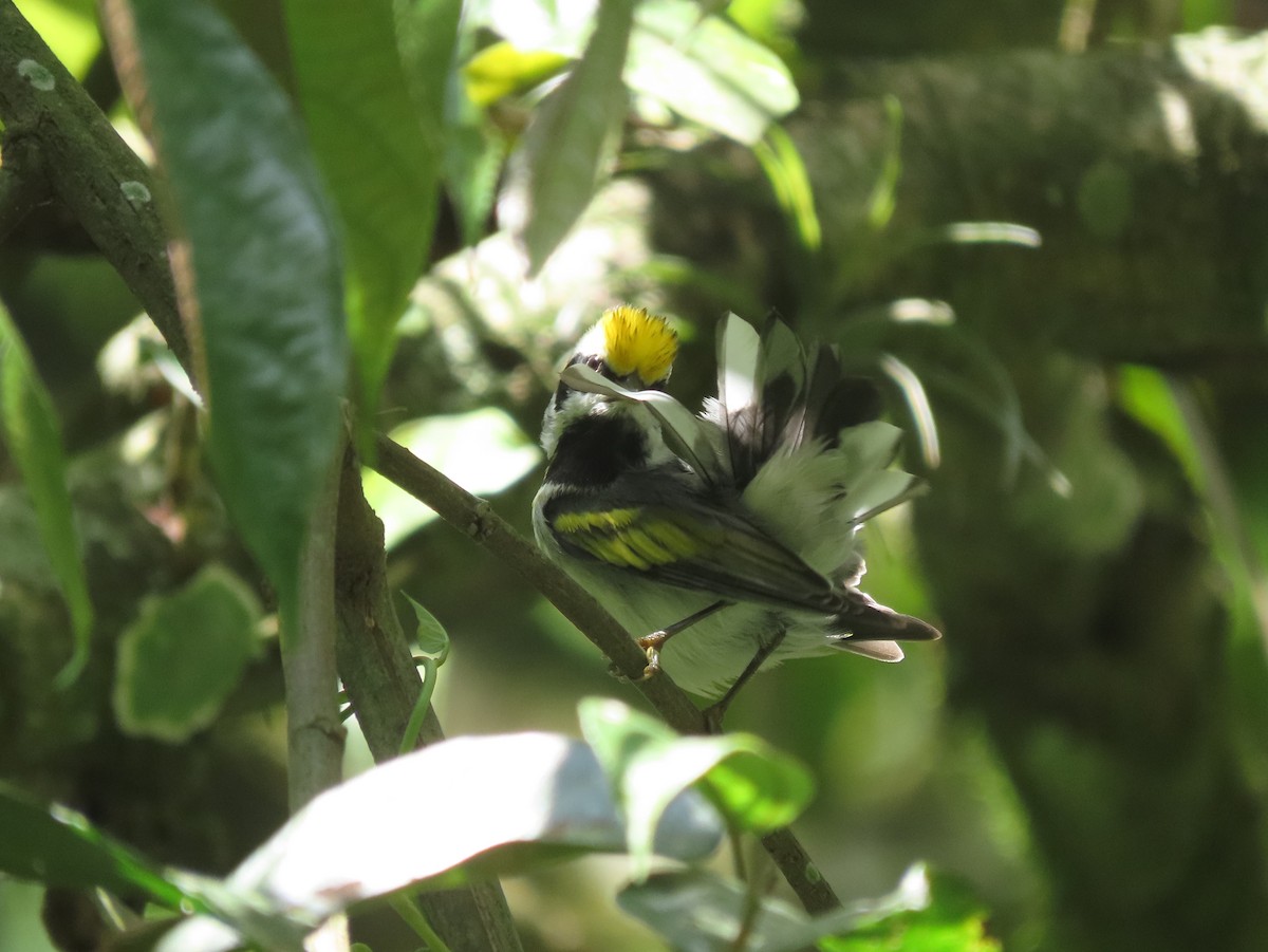 Altın Kanatlı Ötleğen - ML645124223