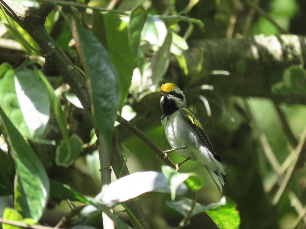 Altın Kanatlı Ötleğen - ML645124224