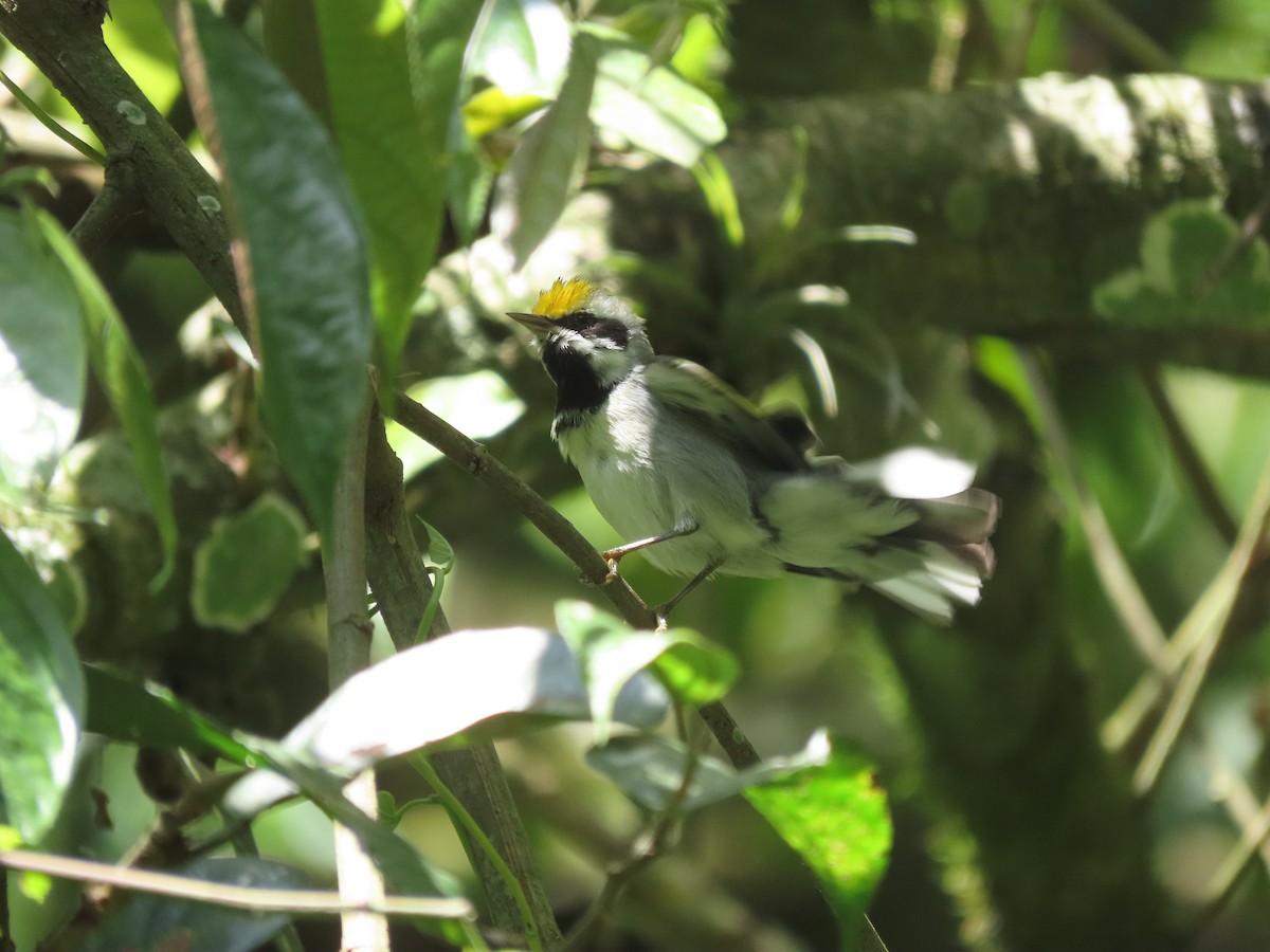 Altın Kanatlı Ötleğen - ML645124225