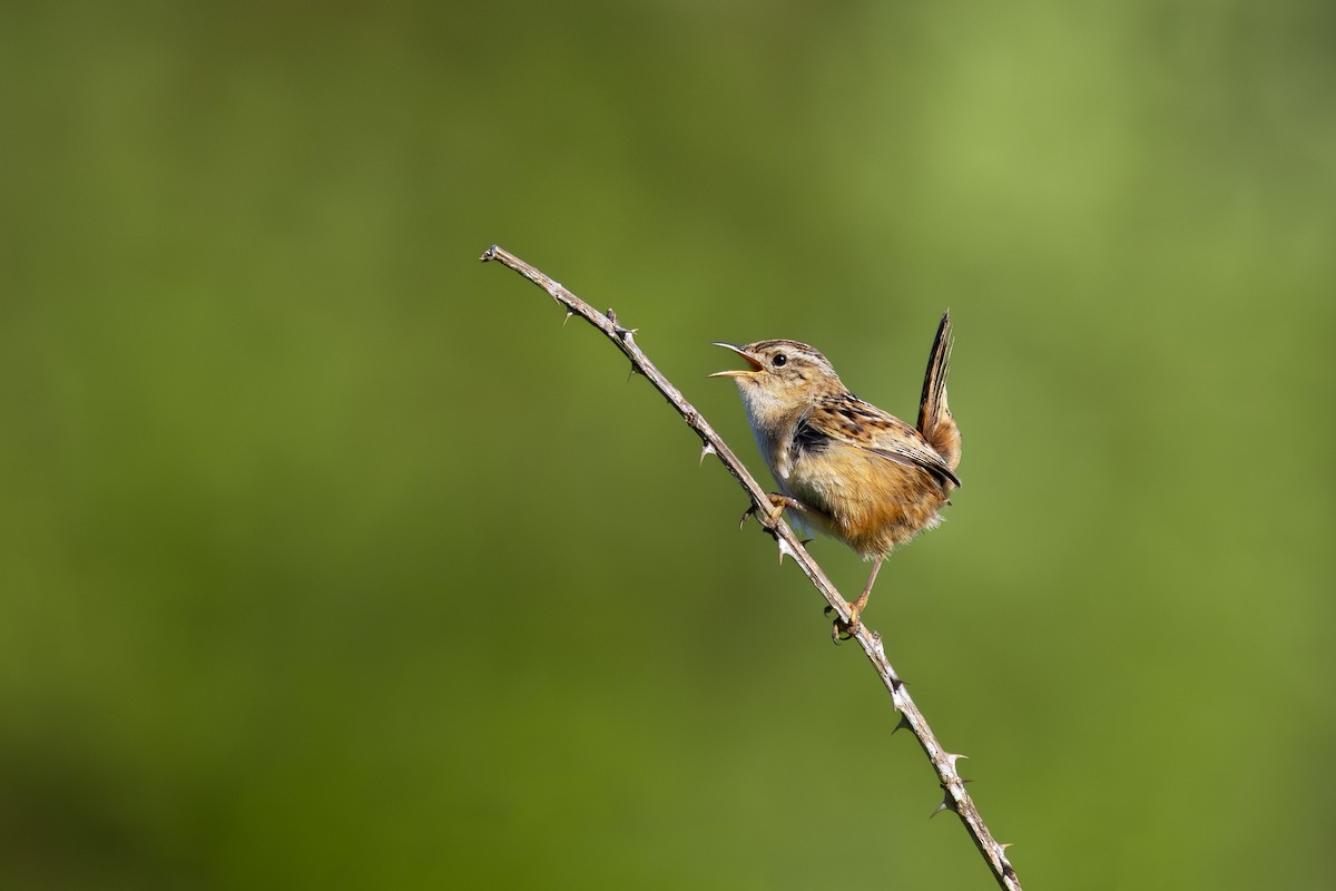 Травяной крапивник - ML645124231