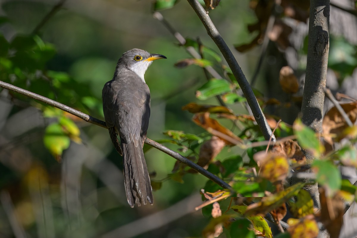 Yellow-billed Cuckoo - ML645124260