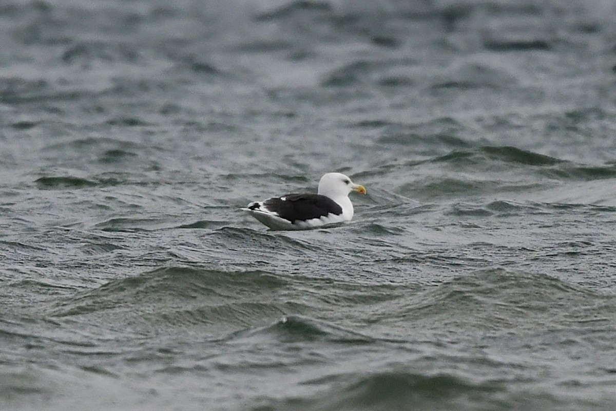 Büyük Kara Sırtlı Martı - ML645124268