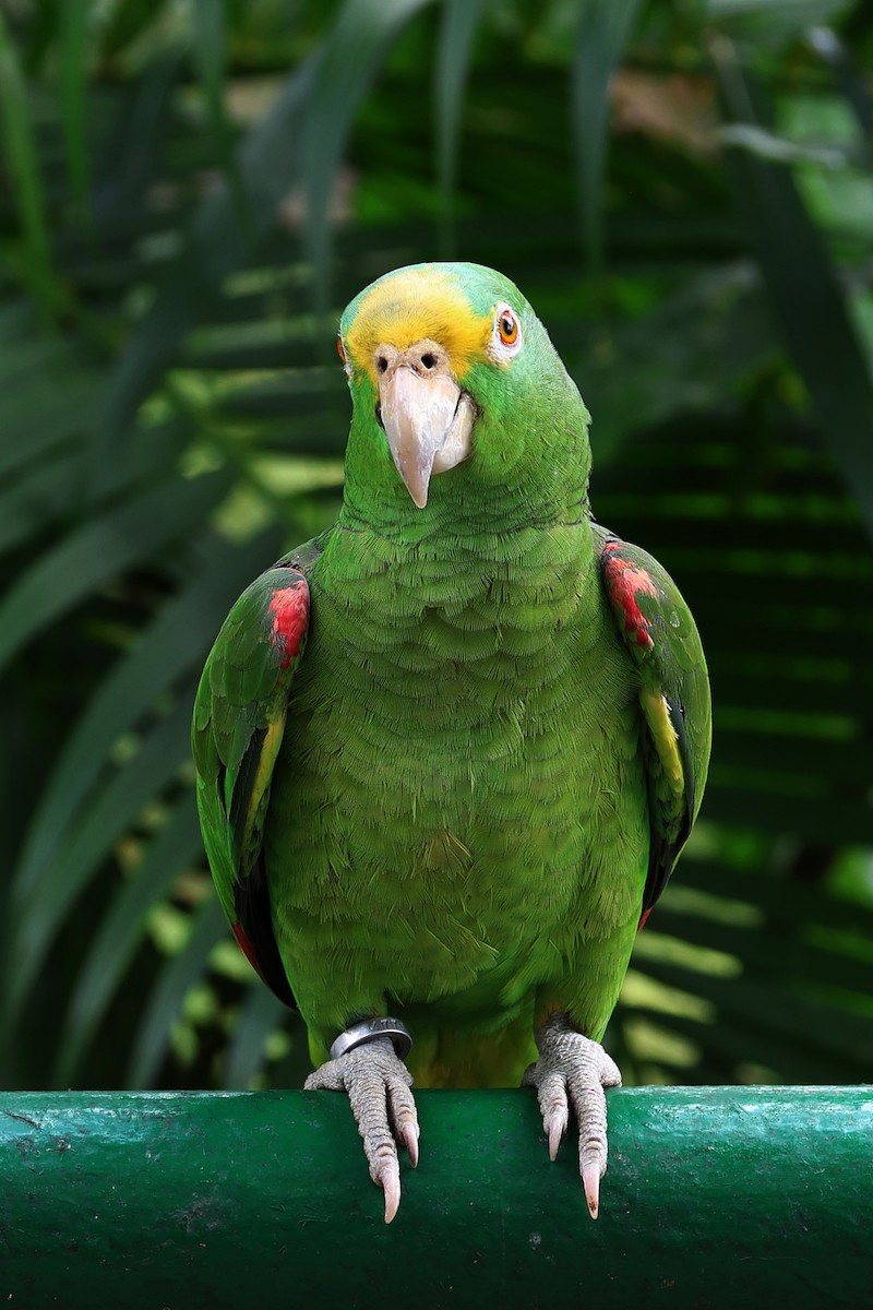 Yellow-crowned Amazon - ML645124283