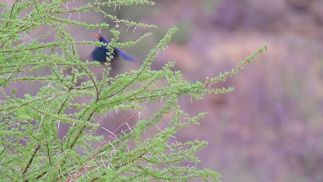 Irrisor à cimeterre - ML645124287