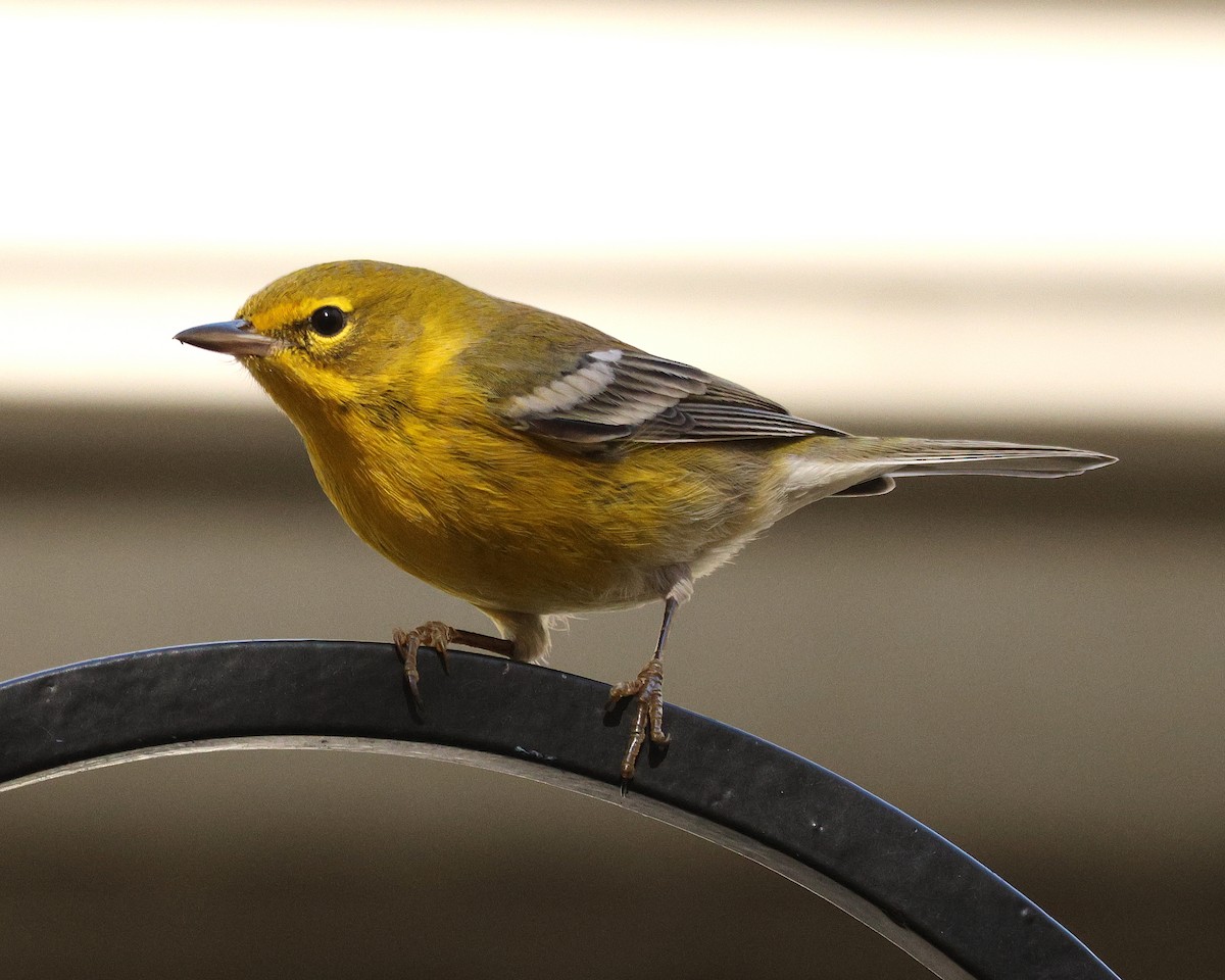 Pine Warbler - ML645124289
