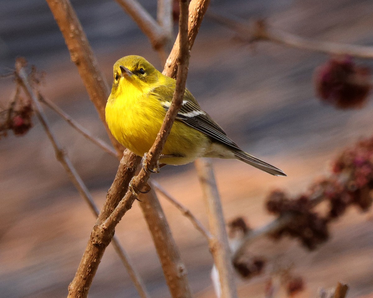 Pine Warbler - ML645124290