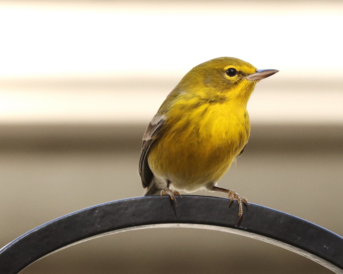 Pine Warbler - ML645124291