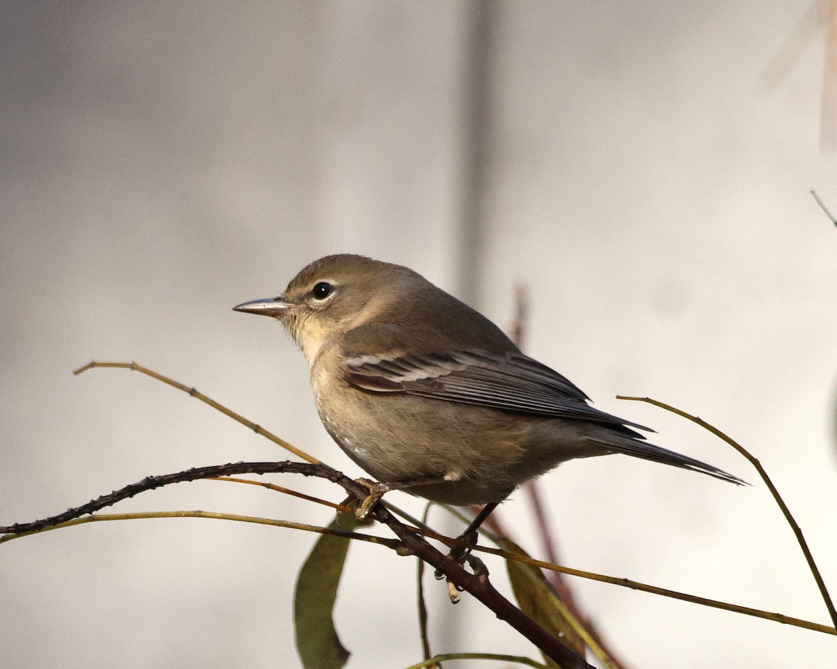 Pine Warbler - ML645124292